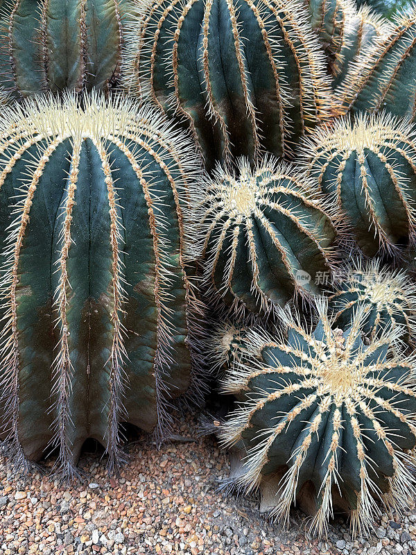 一群多刺的蓝色桶形仙人掌(Ferocactus glaucescens)在砾石、砾石仙人掌花园床上的特写图像，聚焦于前景